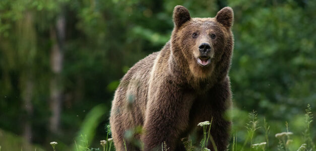 Gli orsi in letargo aiutano la comprensione della trombosi